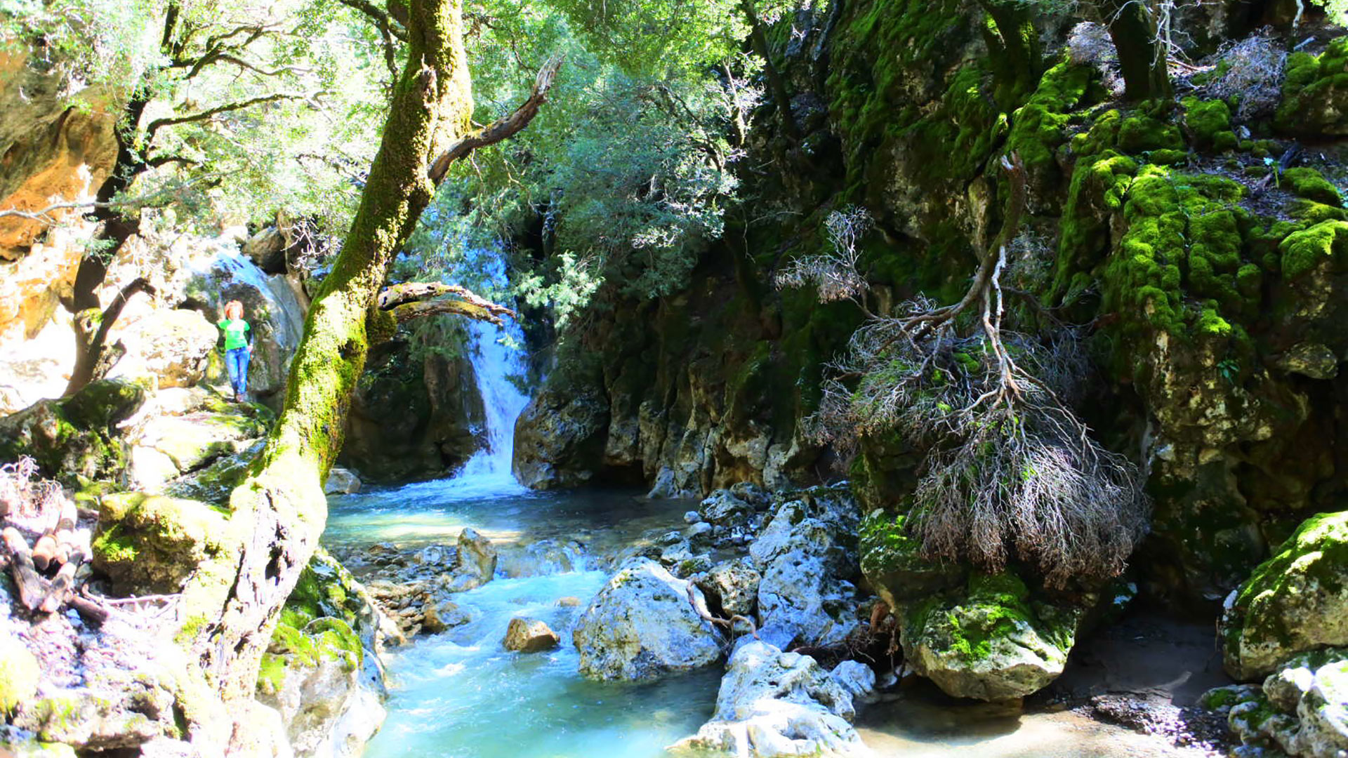 Rouvas gorge & forest